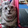 パソコンを出すと邪魔するアメショー猫けんきち。