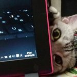 アメショ猫けんきち・YouTubeデビュー。