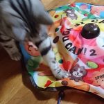 猫のおもちゃ・キャッチミーイフユーキャン2に大喜び。