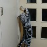 猫がドアを勝手に開けてしまう..そんなときの対処法。