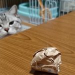 おもちゃに飽きた結果、丸めた紙くずに夢中な猫。