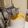 猫用フィルター式給水器クリアフローを封印し、ピュアクリスタルに買い直した理由。