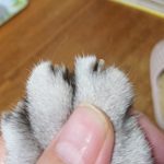 動物病院で爪を切って貰った猫。